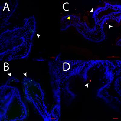 Dietary Lipid Modulation of Intestinal Serotonin in Ballan Wrasse (Labrus bergylta)—In Vitro Analyses